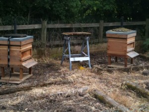 Hive A and Hive B at lunchtime